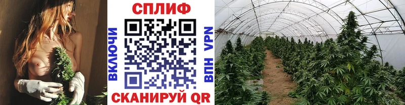 купить наркотик  Волосово  Канабис ГИДРОПОН 